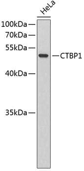 CTBP1 / CTBP Antibody