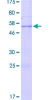 Human KLK15 / Kallikrein 15 Protein (Recombinant GST)