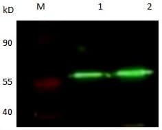 GOLM1 / GP73 / GOLPH2 Antibody (clone 5B4-G6-C9-C6-G4, Preservative Free)