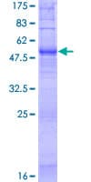 Human OR52N4 Protein (Recombinant GST)