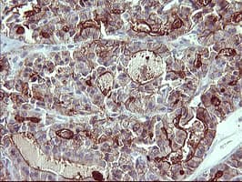 IL1A / IL-1 Alpha Antibody (clone OTI2F8)