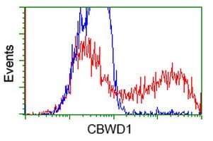 CBWD1 Antibody (clone OTI9H5)