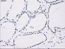 PPP5C Antibody (clone OTI4G8, Carrier-free)