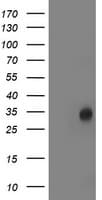 LACTB2 Antibody (clone OTI1A8)