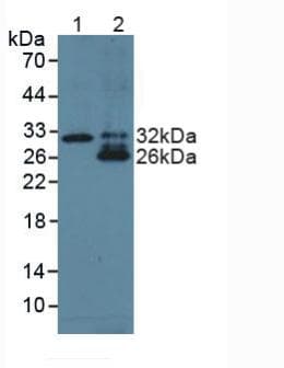 TNFSF15 / TL1A / VEGI Antibody (aa67-251, APC)