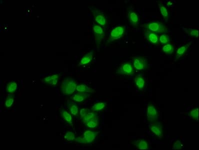 Polyclonal Rabbit anti-Human HIST1H4I Antibody (IHC, IF)