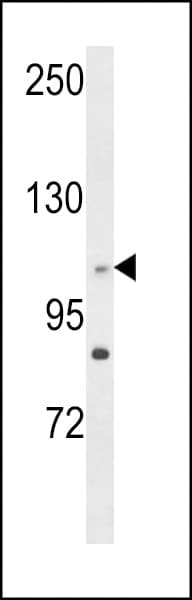 Polyclonal Rabbit anti-Human CEP128 Antibody (aa906-935, IHC, WB)