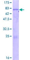 Human CSNK1E / CK1 Epsilon Protein (Recombinant GST)