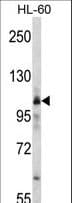 Polyclonal Rabbit anti-Human MARS Antibody (aa872-899, IHC, WB)