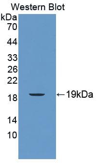 NK1 / CD160 Antibody (aa33-171, APC)