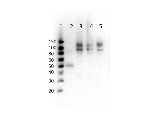 ODF2 Antibody (phospho-Ser796)