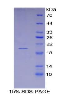 Mouse IFNA4 / Interferon Alpha 4 Protein (Recombinant His)