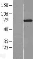 NXF2 Protein (Over-Expression Lysate Myc-DDK (Flag))