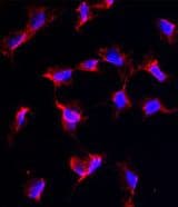 NANOS1 / NOS1 Antibody (aa263-292)
