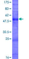 Human OR2S2 Protein (Recombinant GST)