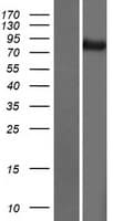 ATG9B Protein (Over-Expression Lysate Myc-DDK (Flag))