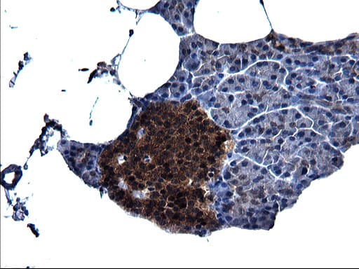 Monoclonal Mouse anti-Human SCRN1 / Secernin 1 Antibody (clone OTI1F2, IHC, WB)