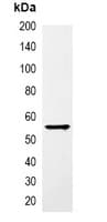 GST Tag Antibody