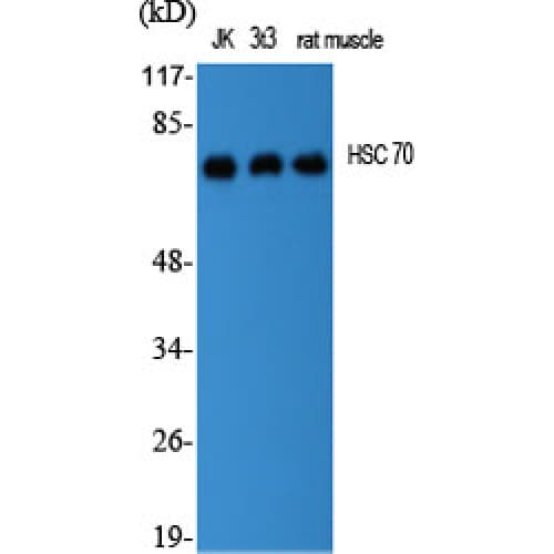 Polyclonal Rabbit anti-Human HSPA8 / HSC70 Antibody (Internal, WB)