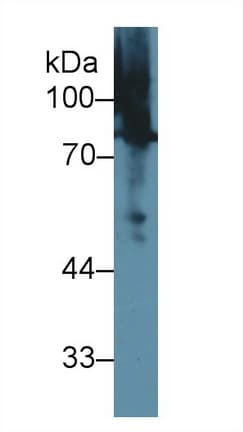 MSN / Moesin Antibody (aa353-577, APC)