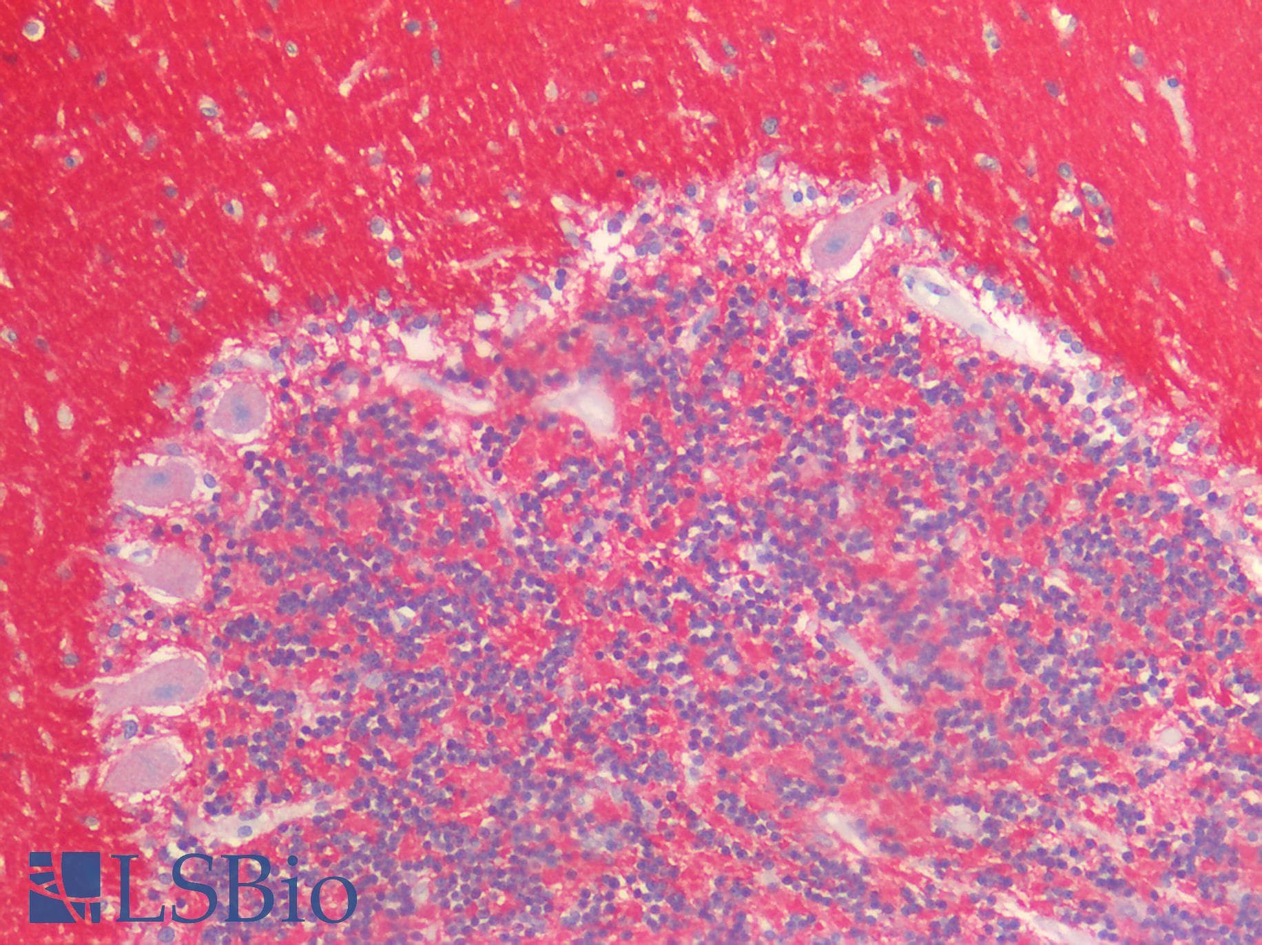 IHC-plus™ SNAP25 Antibody