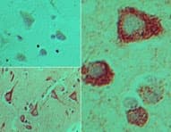 Polyclonal Rabbit anti-Human TICAM2 / TRAM Antibody (aa150-200, IHC, WB)