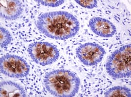 EMA / MUC1 Antibody (clone OTI2F6)