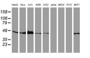 Monoclonal Mouse anti-Human SERPINB6 / PI-6 Antibody (clone OTI3H3, IF, WB)