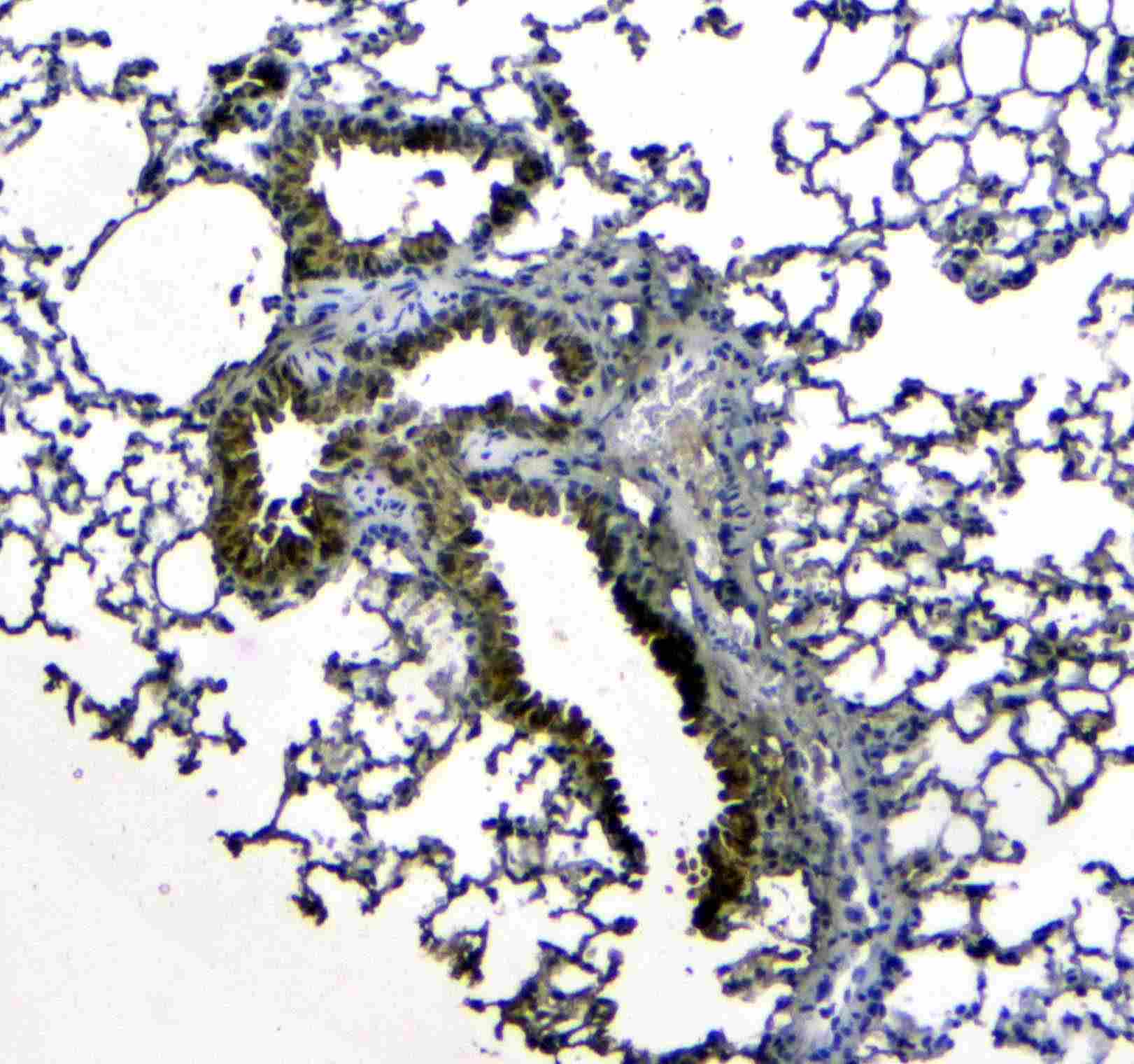 Polyclonal Rabbit anti-Mouse SCGB1A1 / Uteroglobin Antibody (IHC, WB)