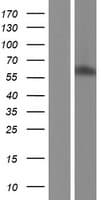 UNCX Protein (Over-Expression Lysate Myc-DDK (Flag))
