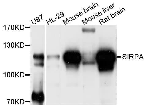SIRPA / CD172a Antibody