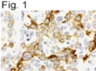 CXCR4 Antibody