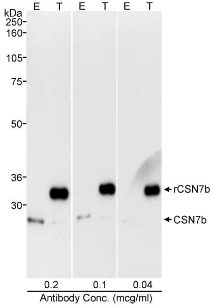 Polyclonal Rabbit anti-Human COPS7B / CSN7B Antibody (aa225-C-term, WB)