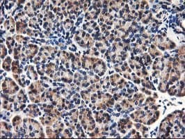HMOX2 / Heme Oxygenase 2 Antibody (clone OTI1H10, Carrier-free)