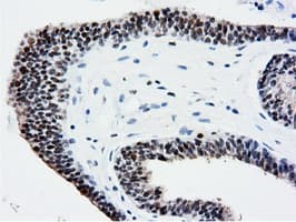 NT5DC1 Antibody (clone OTI1E11, Carrier-free)