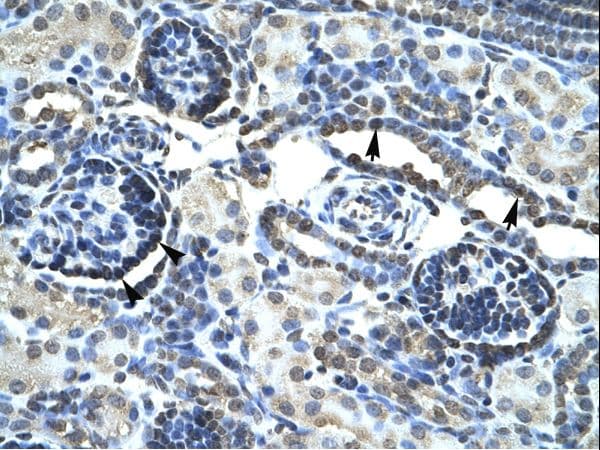 KDM3A / JMJD1A Antibody (aa1252-1301)
