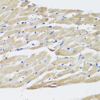 NPPA / ANP Antibody