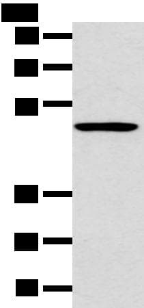 HTRA1 Antibody