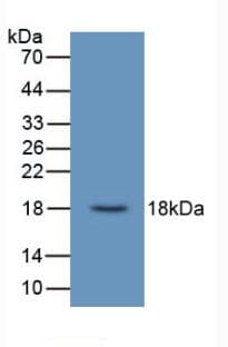 UCN3 / SPC Antibody (aa22-161, PE)