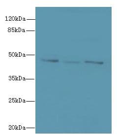FAM53B Antibody