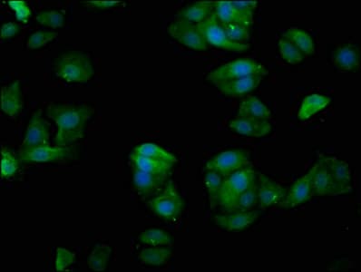 TUBGCP4 Antibody