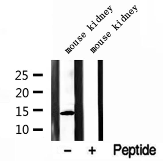 NAF-1 / CISD2 Antibody
