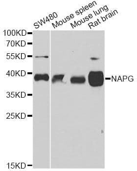 Polyclonal Rabbit anti-Human NAPG Antibody (IHC, WB)