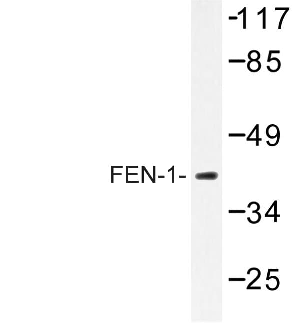 FEN1 Antibody (Ala119)