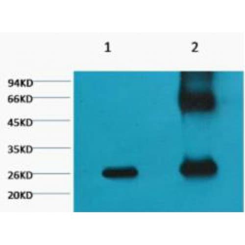 Monoclonal Mouse anti-Aequorea victoria GFP Antibody (clone Mix, WB)