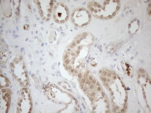 RPS6KC1 Antibody (aa1-305, clone OTI10F11)