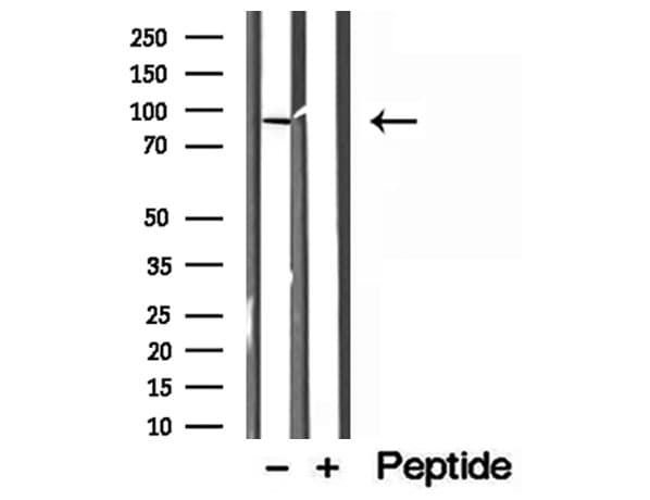 LMOD1 Antibody