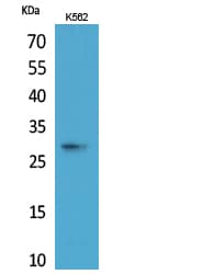 APOA1 / Apolipoprotein A 1 Antibody