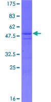 Human LRRC20 Protein (Recombinant GST)