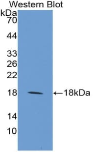 Polyclonal Rabbit anti-Mouse MFAP5 / MAGP2 Antibody (aa25-152, WB)